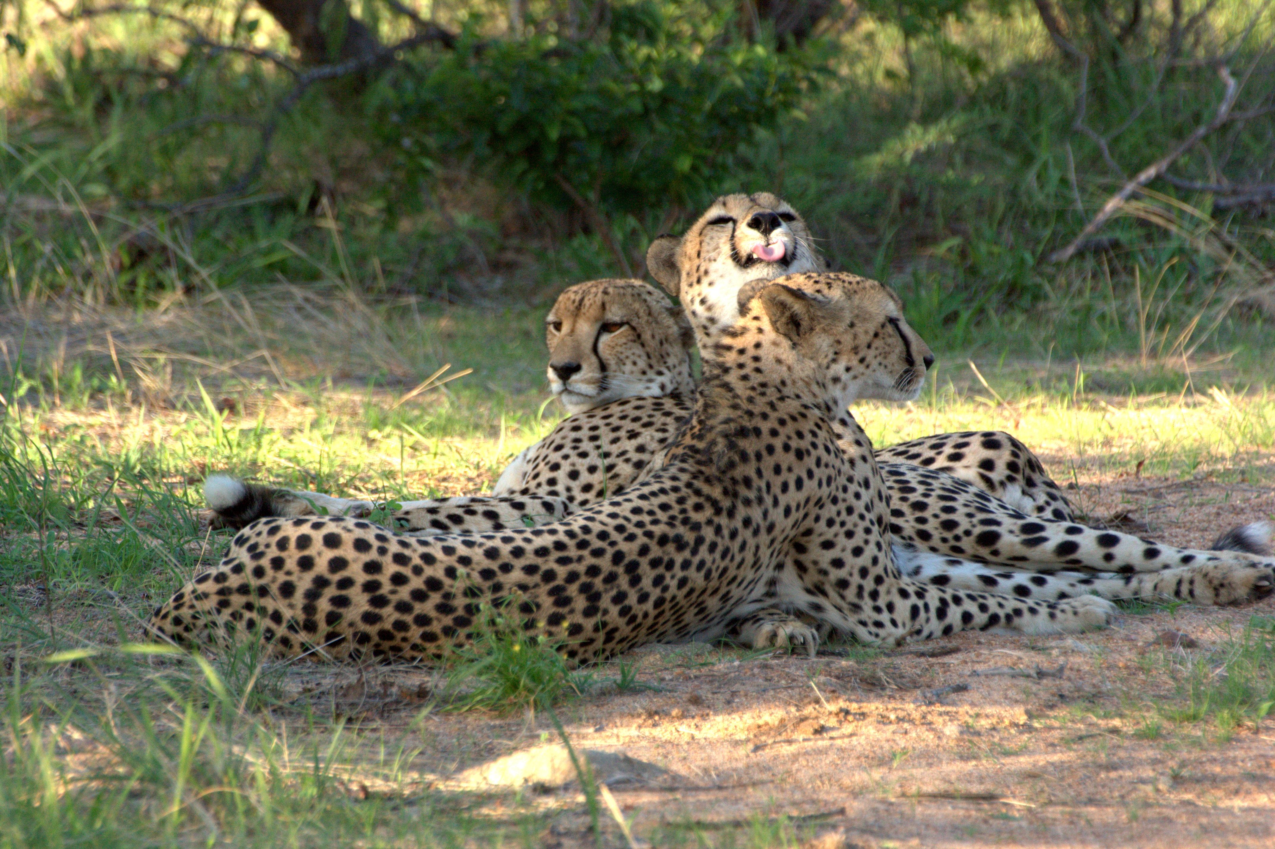 시둘리 프라이빗 게임 로지 Karongwe Game Reserve 외부 사진