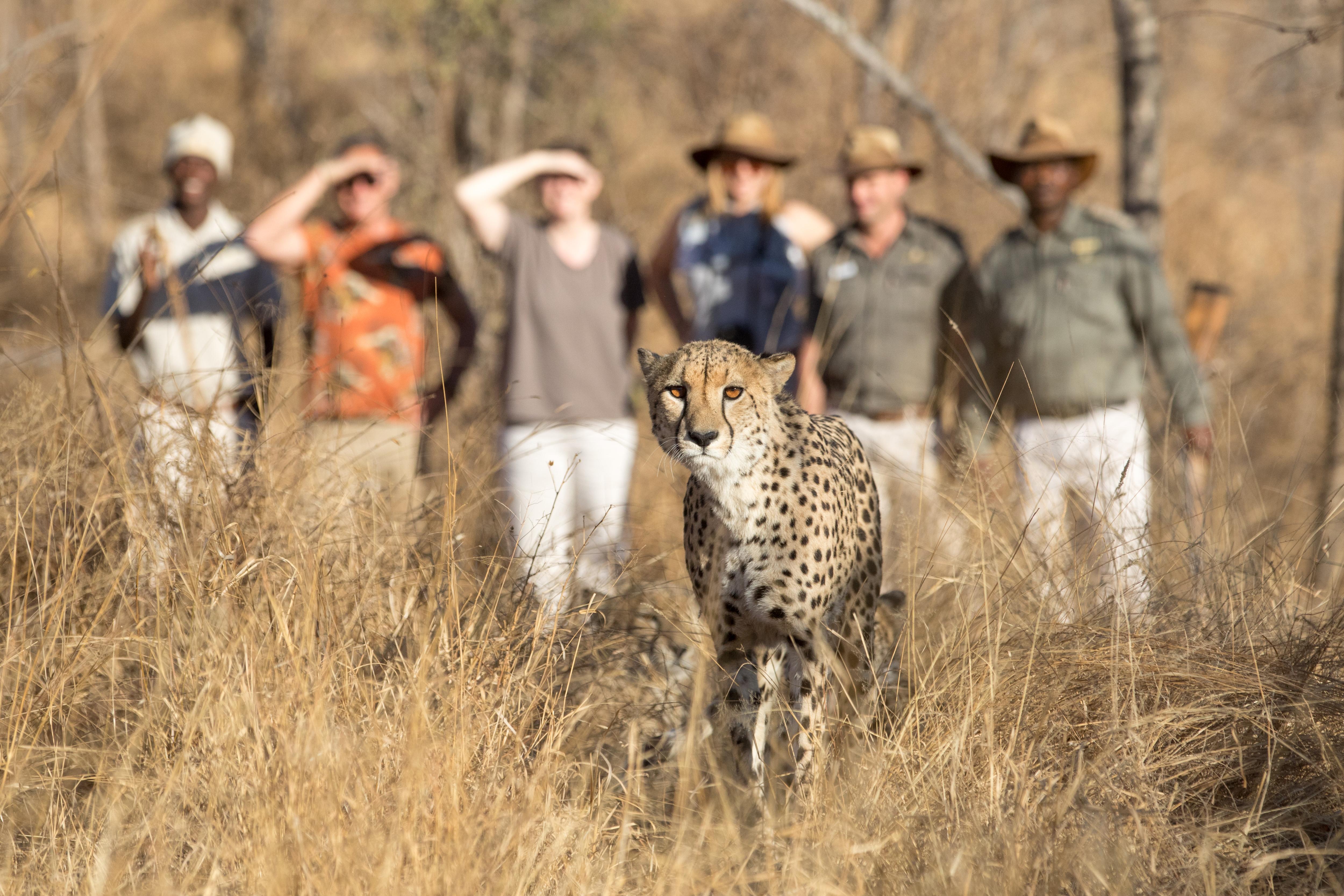 시둘리 프라이빗 게임 로지 Karongwe Game Reserve 외부 사진