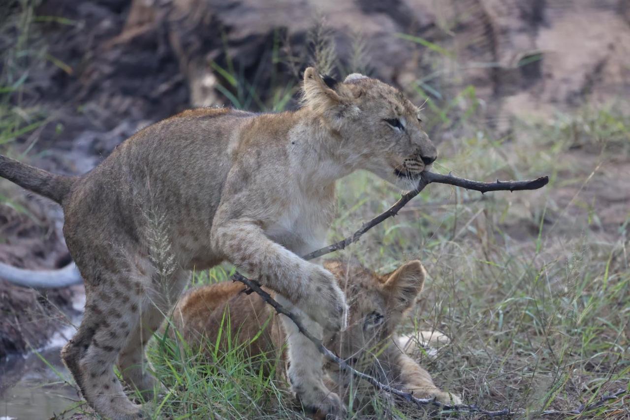 시둘리 프라이빗 게임 로지 Karongwe Game Reserve 외부 사진
