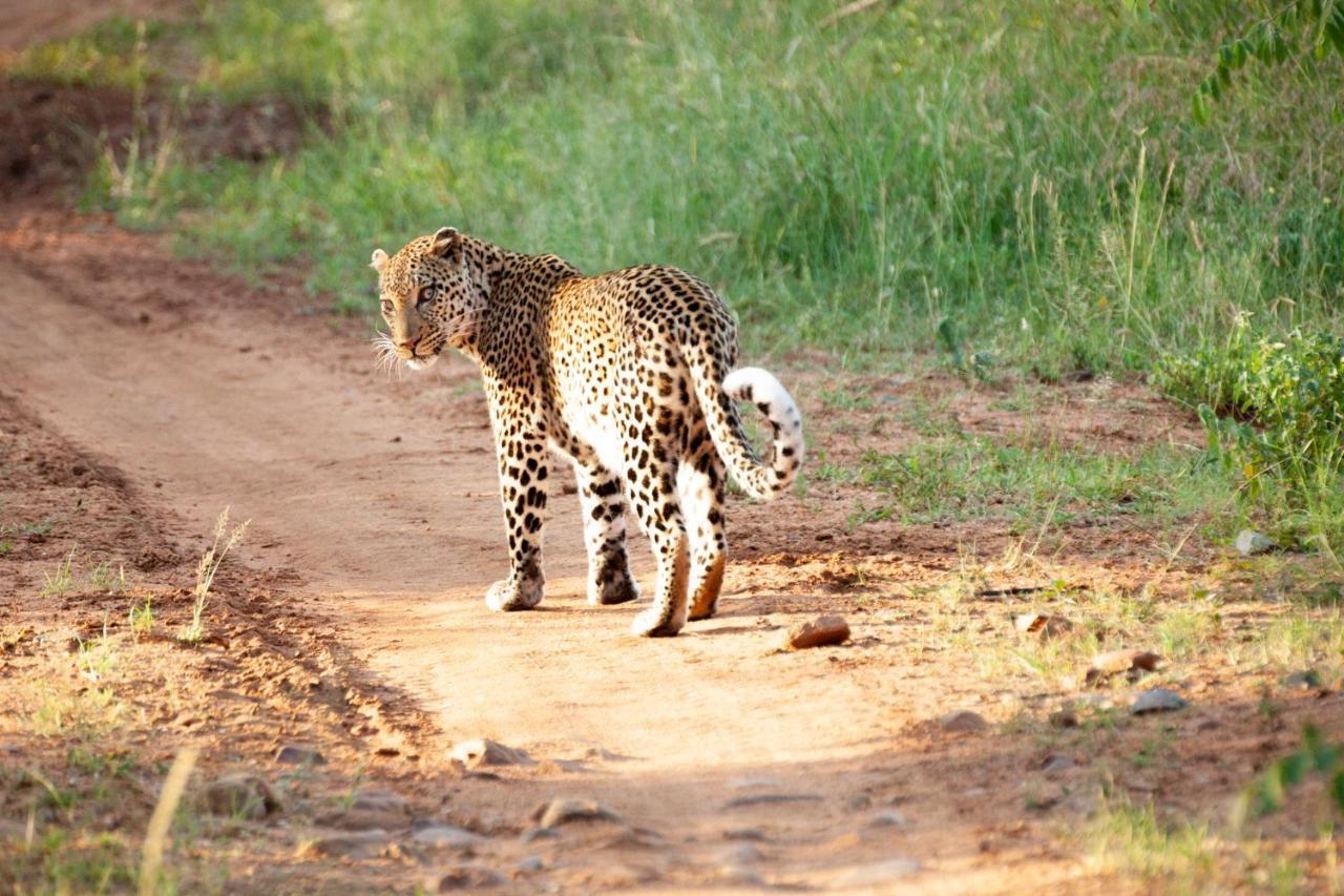 시둘리 프라이빗 게임 로지 Karongwe Game Reserve 외부 사진
