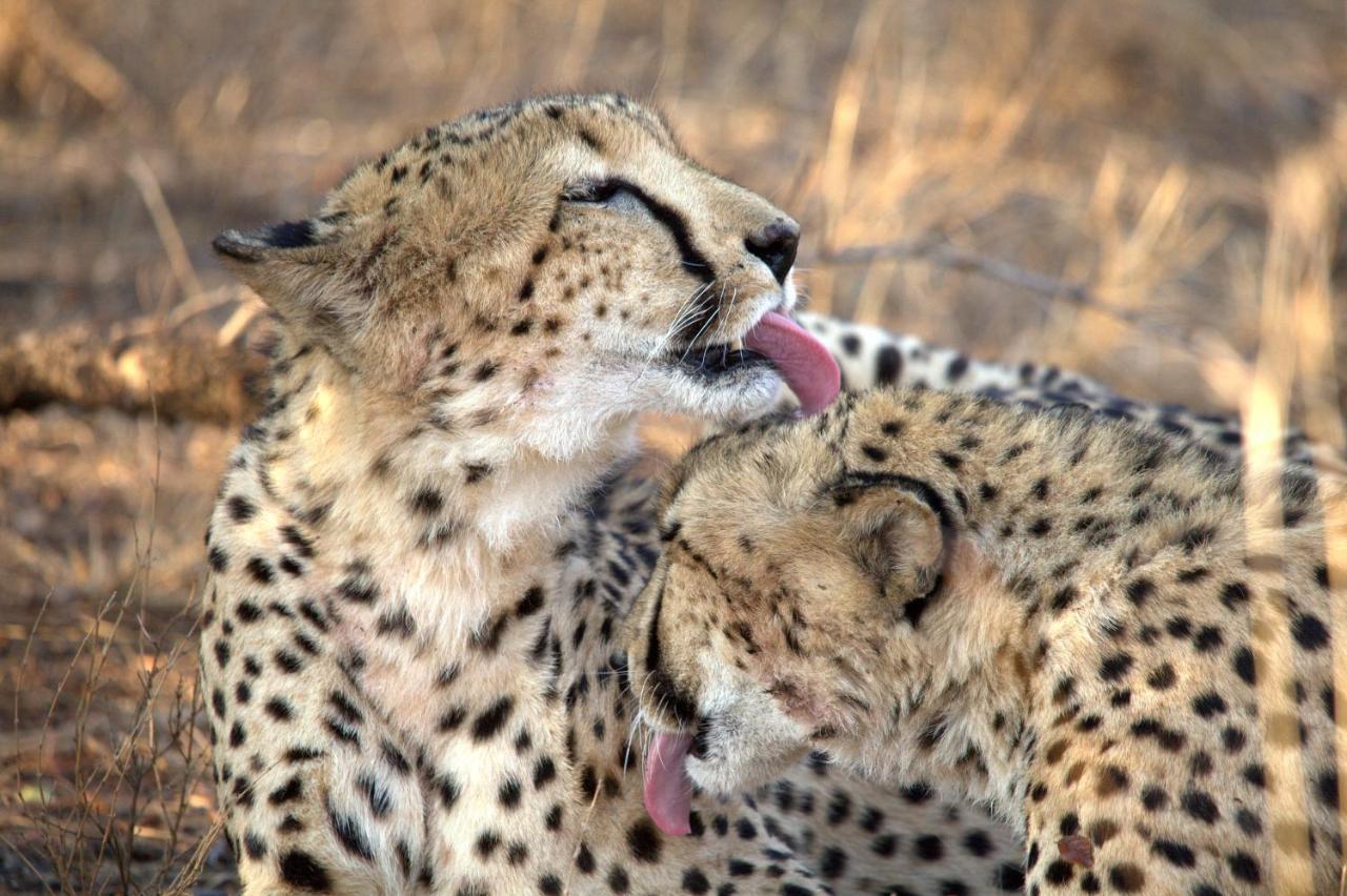 시둘리 프라이빗 게임 로지 Karongwe Game Reserve 외부 사진