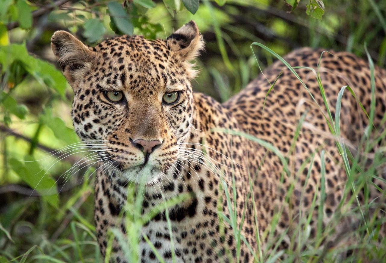 시둘리 프라이빗 게임 로지 Karongwe Game Reserve 외부 사진