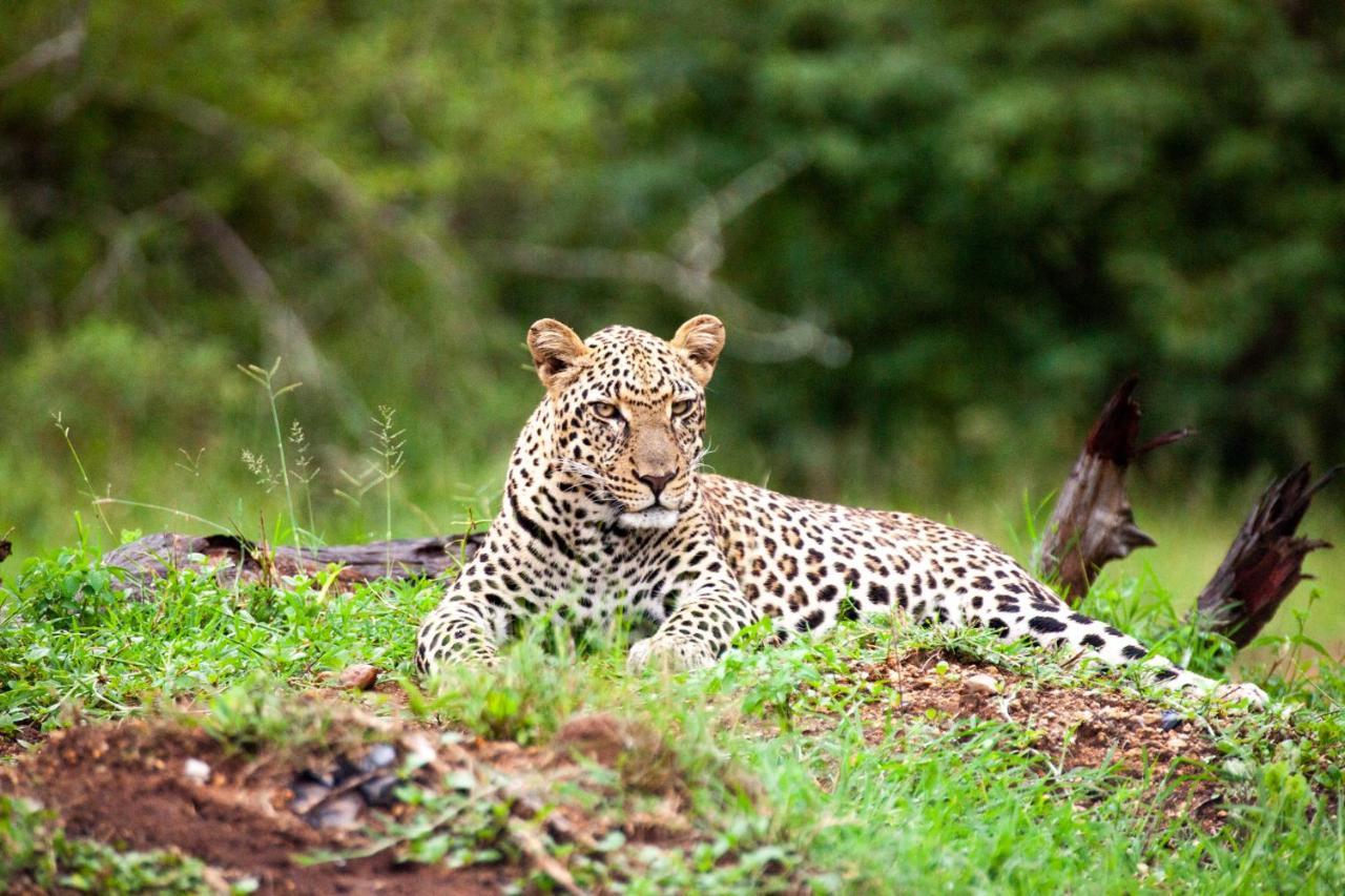시둘리 프라이빗 게임 로지 Karongwe Game Reserve 외부 사진