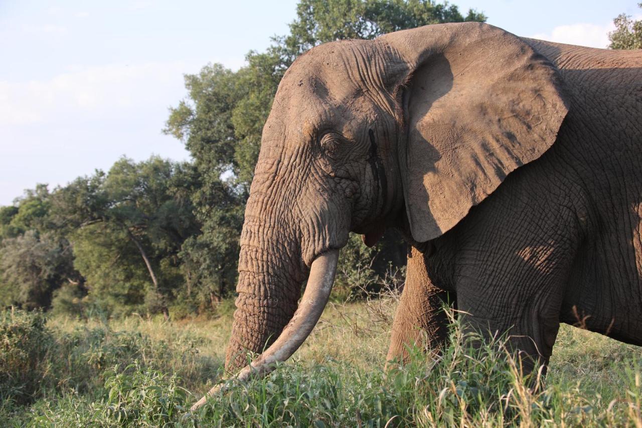 시둘리 프라이빗 게임 로지 Karongwe Game Reserve 외부 사진
