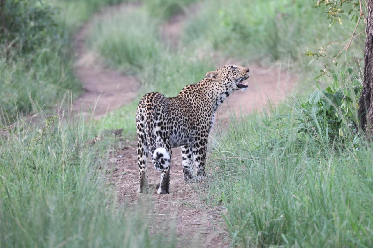 시둘리 프라이빗 게임 로지 Karongwe Game Reserve 외부 사진