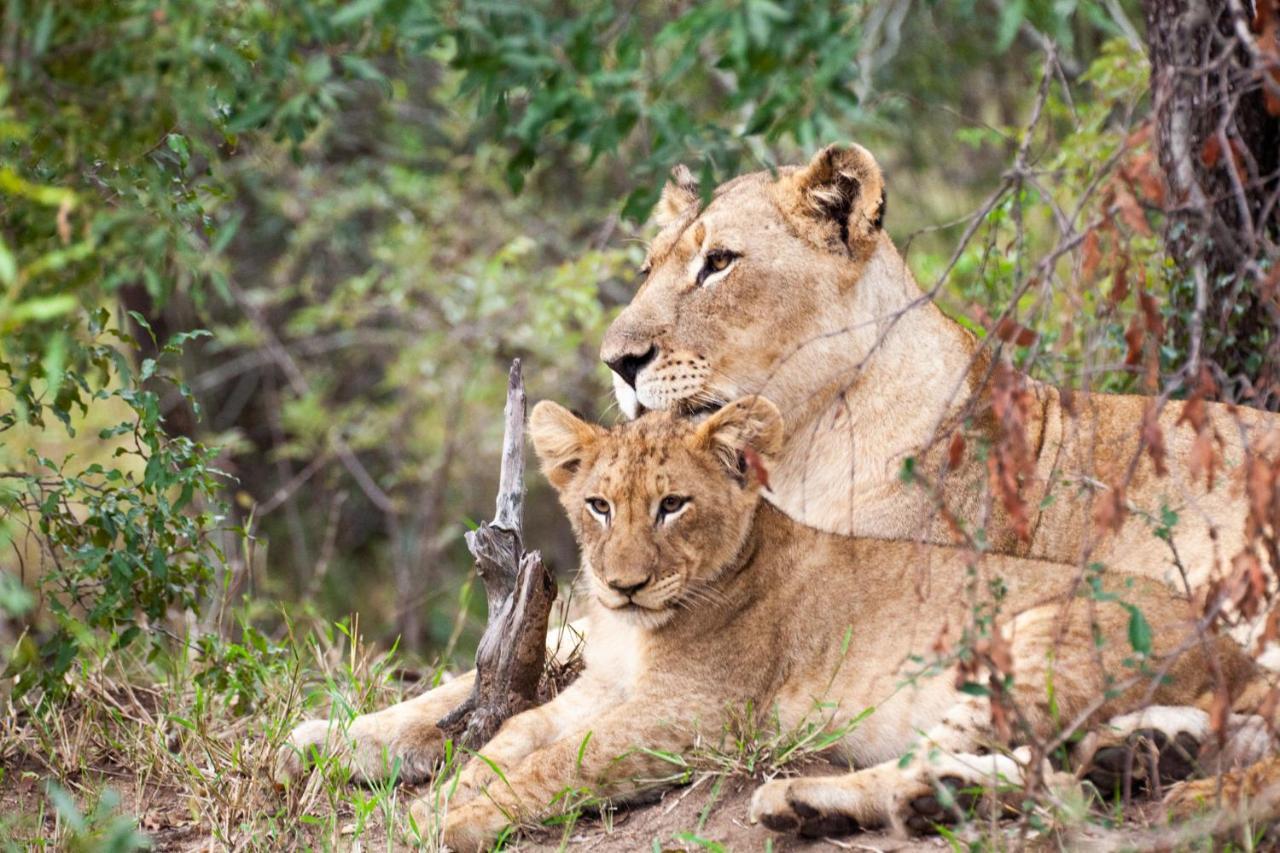 시둘리 프라이빗 게임 로지 Karongwe Game Reserve 외부 사진