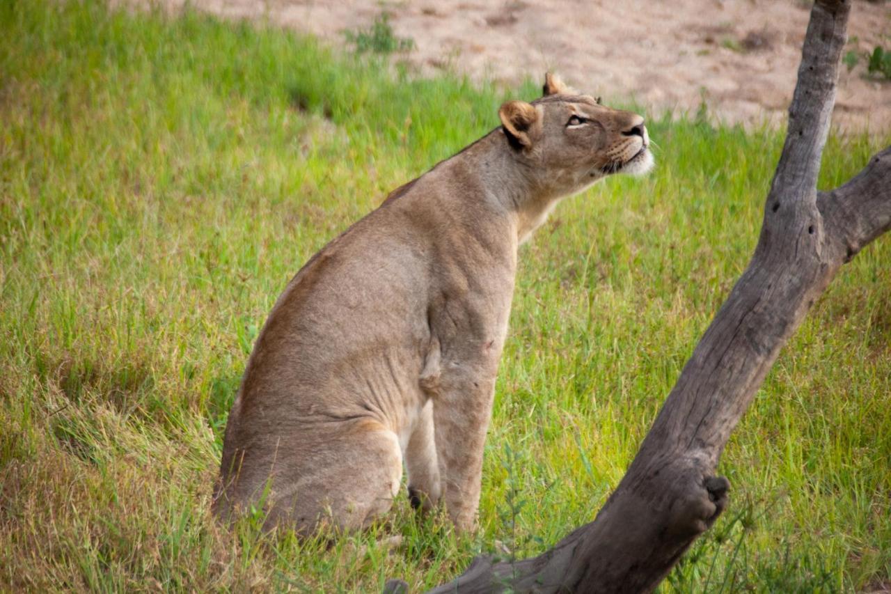 시둘리 프라이빗 게임 로지 Karongwe Game Reserve 외부 사진