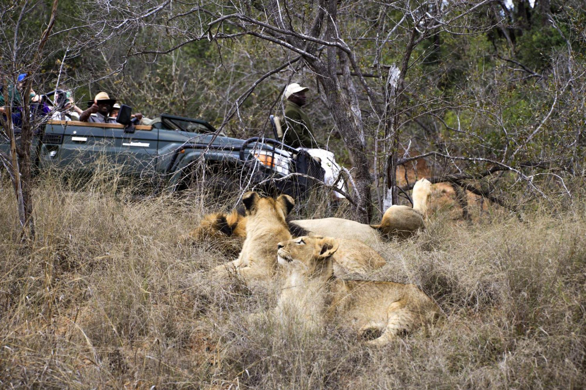 시둘리 프라이빗 게임 로지 Karongwe Game Reserve 외부 사진