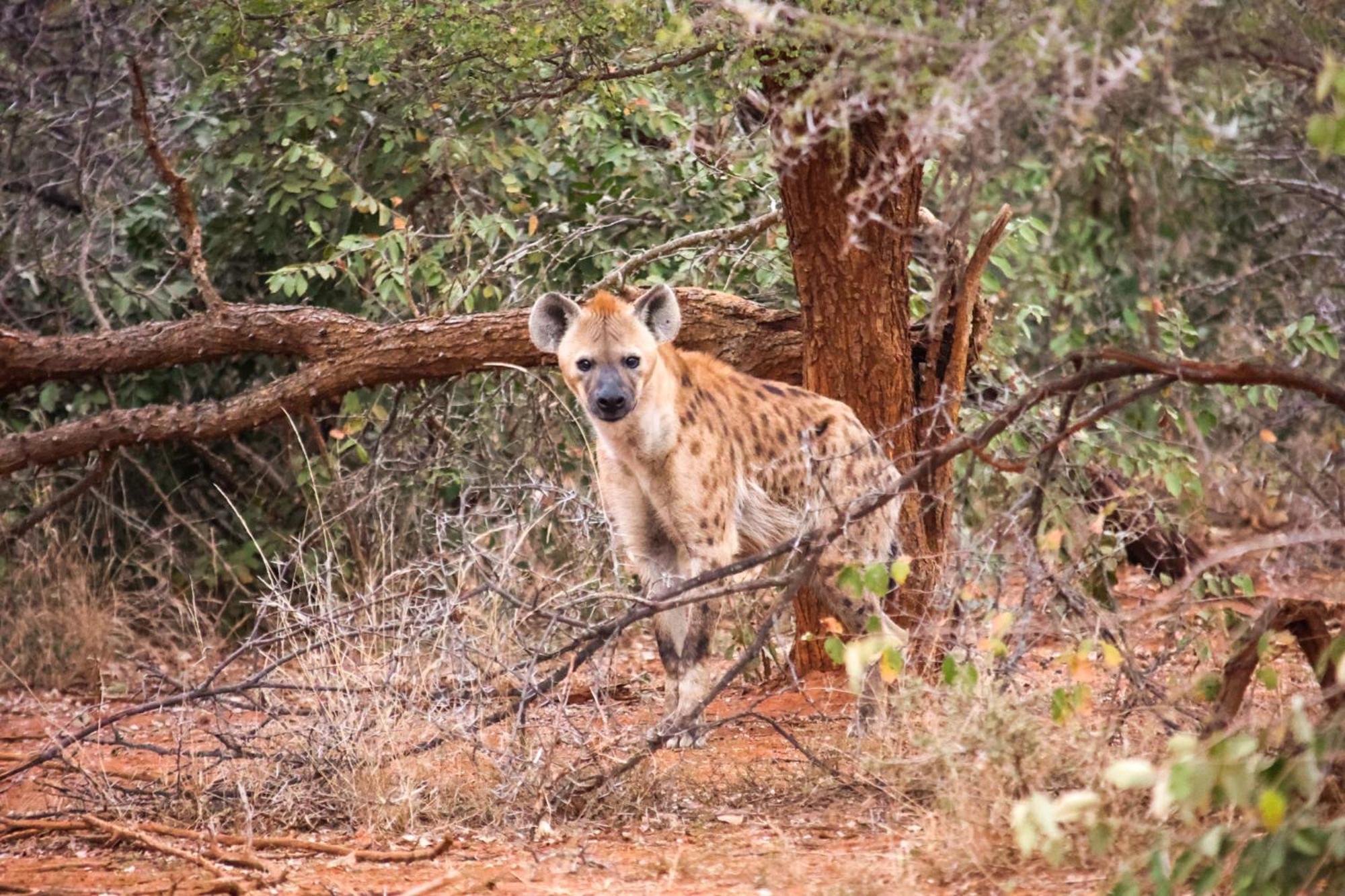 시둘리 프라이빗 게임 로지 Karongwe Game Reserve 외부 사진