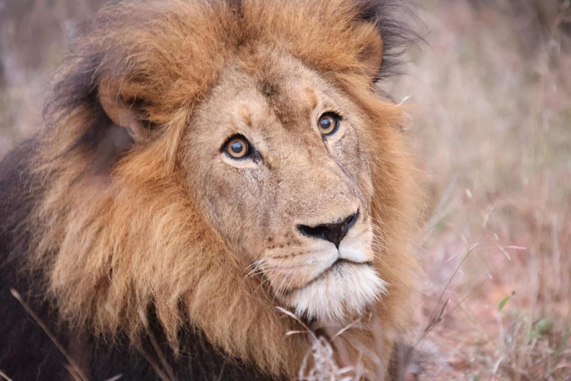 시둘리 프라이빗 게임 로지 Karongwe Game Reserve 외부 사진