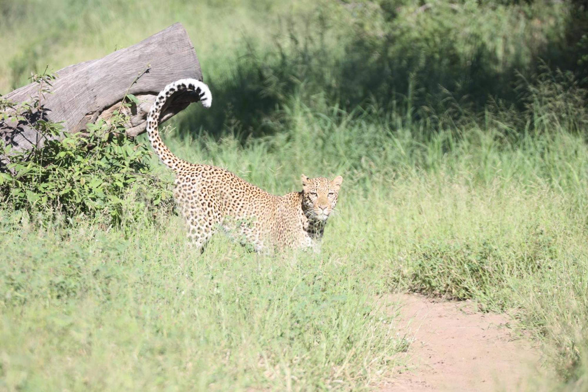 시둘리 프라이빗 게임 로지 Karongwe Game Reserve 외부 사진