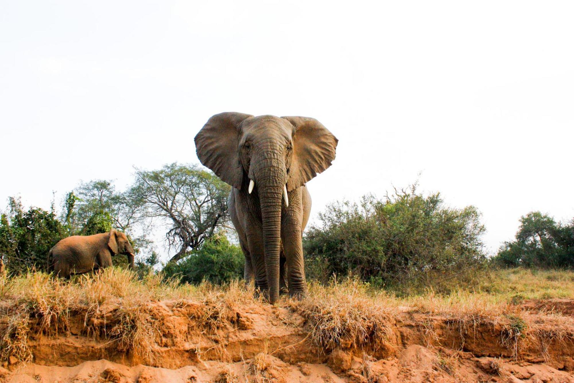시둘리 프라이빗 게임 로지 Karongwe Game Reserve 외부 사진