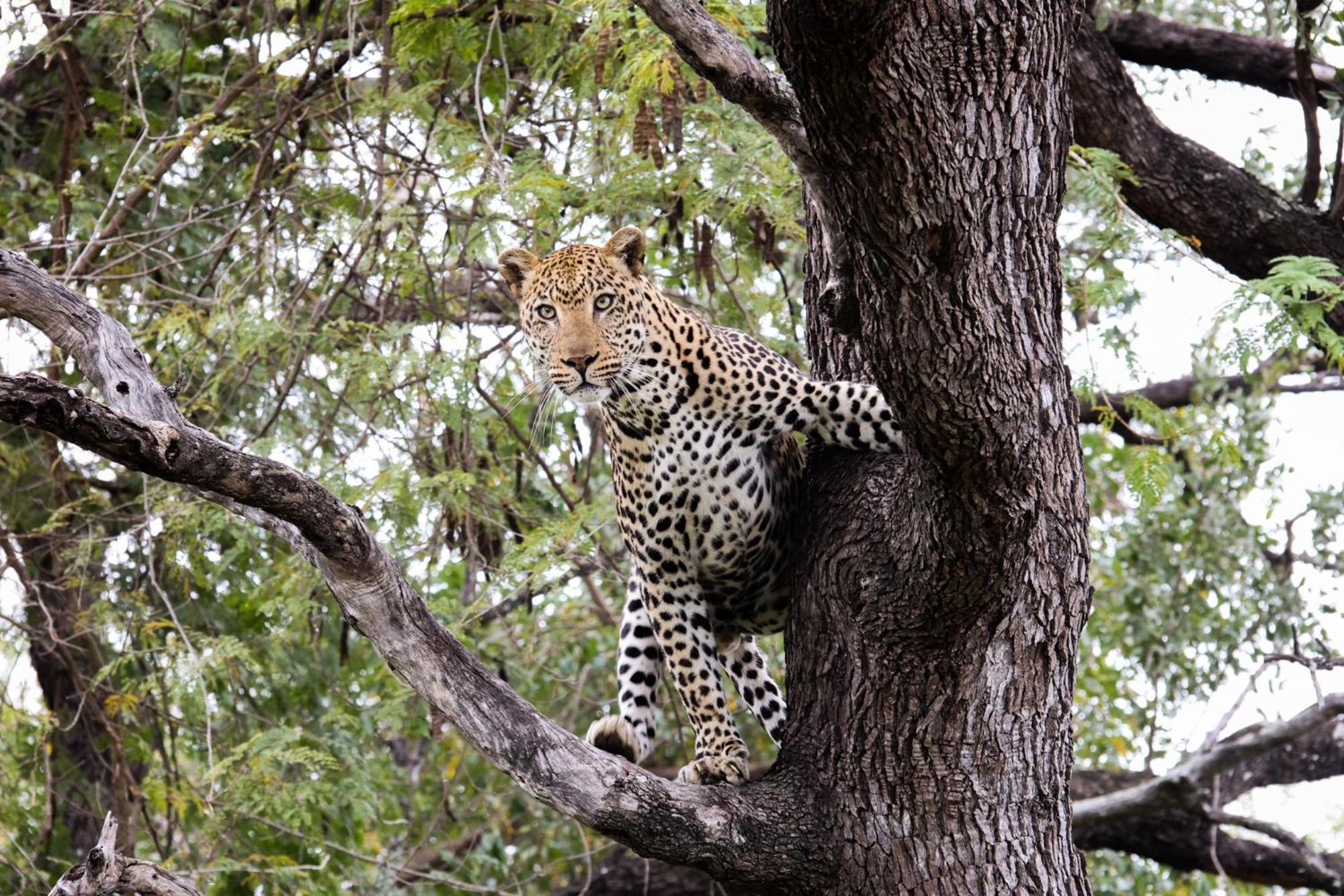 시둘리 프라이빗 게임 로지 Karongwe Game Reserve 외부 사진