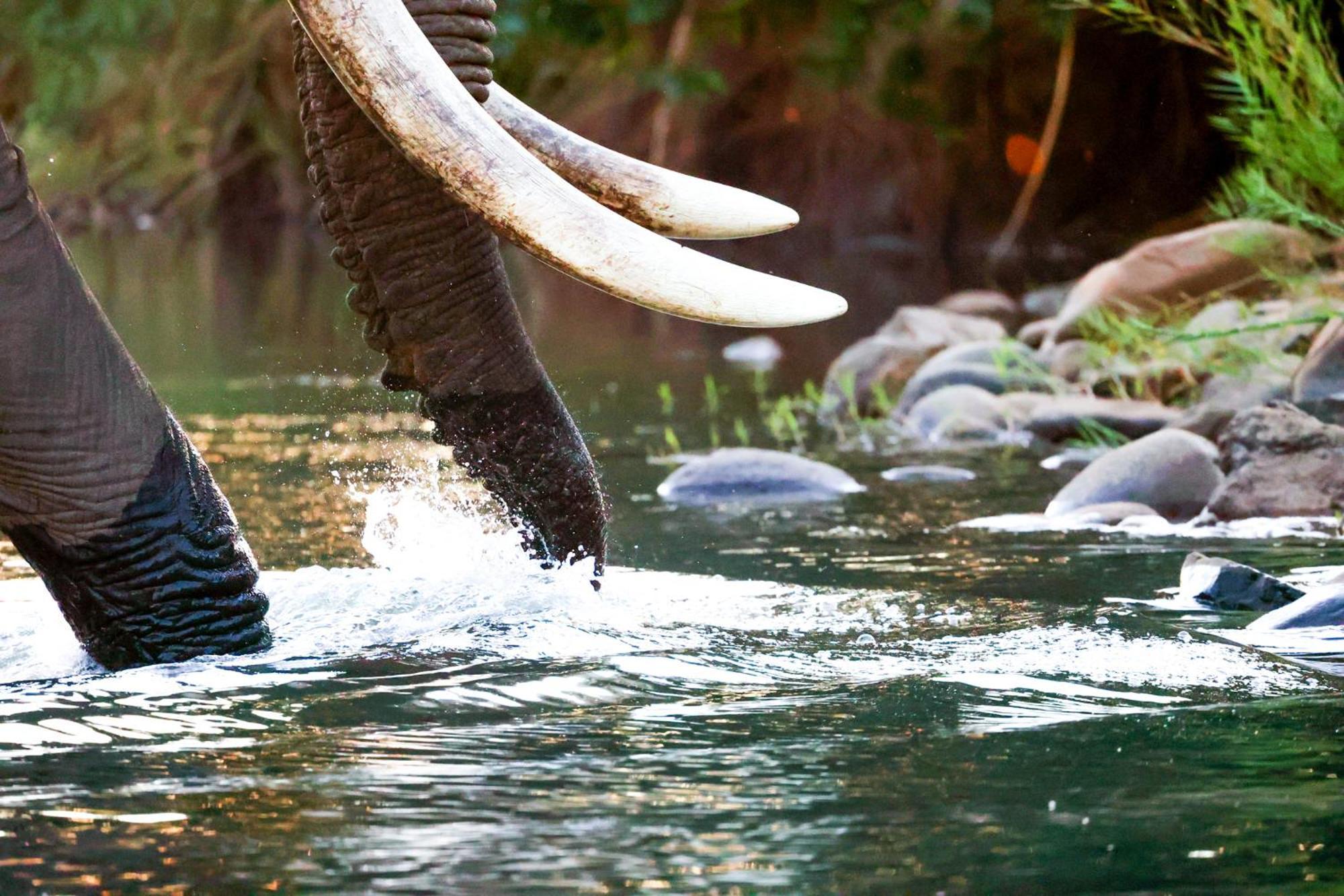 시둘리 프라이빗 게임 로지 Karongwe Game Reserve 외부 사진