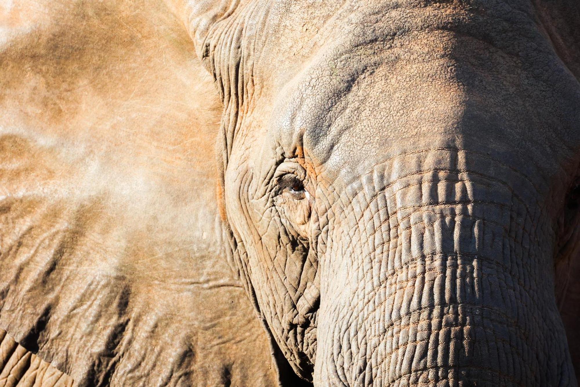 시둘리 프라이빗 게임 로지 Karongwe Game Reserve 외부 사진